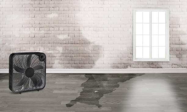 Best Flood damage cleanup  in Glenvar Heights, FL